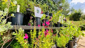 Tiny home garden makeover with easy diy tips that will help you. San Antonio Botanical Garden On Twitter Looking For A Plant To Complete Your Home Garden Stop By The Garden Gift Shop And Shop From A Wide Variety Of Plants Propagated And Grown
