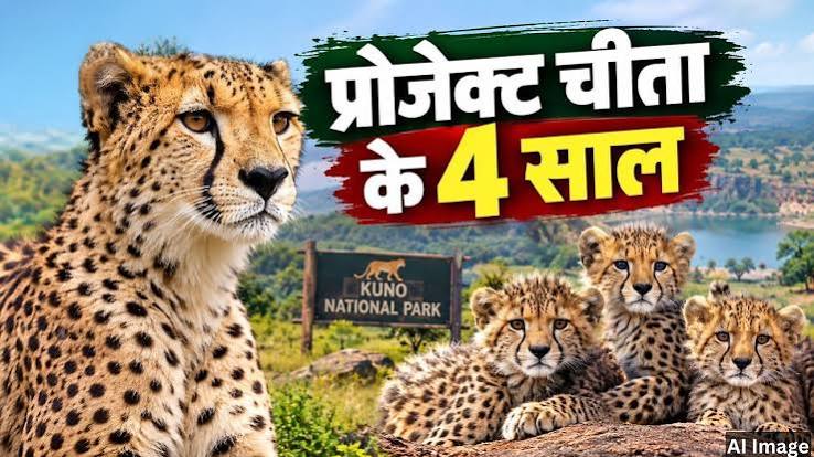 प्रोजेक्ट चीता' के 4 साल: संघर्ष से सफलता तक, भारत की धरती पर कैसे बढ़ा चीतों का कुनबा? | Times Now Navbharat