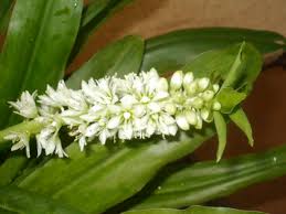 Image result for Eucomis zambesiaca