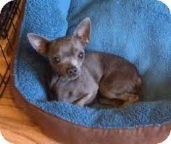 Maybe you would like to learn more about one of these? Mesa Az Chihuahua Meet Armani A Dog For Adoption Dog Adoption Chihuahua Dogs