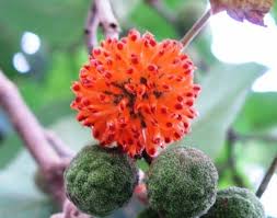 Image result for Broussonetia