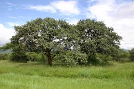 Image result for Acacia haematoxylon