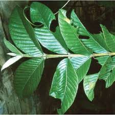 Image result for Teramnus uncinatus