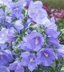 Campanula Persicifolia Takion Blue Peach Leaved Bellflower From Ace Hardware Sauk City Campanula Flowers Campanula Bellflower