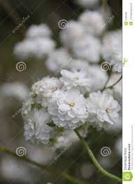 Wild Baby S Breath Wild Baby Babys Breath Dried Flower Arrangements