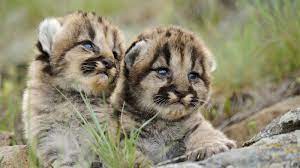 12 jul 2018 bekijk het bord tekeningen van daisy op pinterest. Pin By Floor Hendriks On Beestjes Cute Animals Puppies Animals Cute Animal Memes