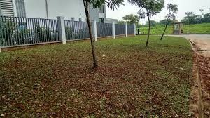 Tukang tanam rumput | 0822 6136 9636 | jual rumput gajah mini | jasa pasang taman | jasa taman | tukang rumput taman. Tukang Rumput Gajah Mini Bergaransi