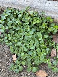 Image result for Polycarpon