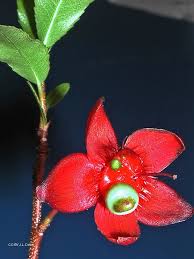 Image result for Ochna ovata