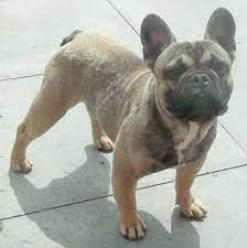 Maybe you would like to learn more about one of these? Sable Fawn French Bulldog At Stud Blue Carrier Scunthorpe Lincolnshire Pets4homes