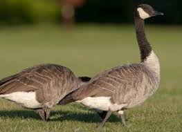 Pin On Wild Life And Nature