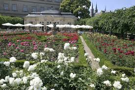 Beautiful blooming flower on green leaves background. Rose Garden Stadt Bamberg Tourismus
