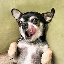 How Much Food Should A Chihuahua Eat Perros Chihuahua Cachorros Chihuahua Perritos Chihuahuas
