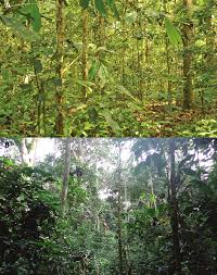 Image result for Stanfieldiella imperforata