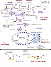 They are essentially floating across its surface. Transmembrane Domain Lengths Serve As Signatures Of Organismal Complexity And Viral Transport Mechanisms Scientific Reports