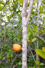 Image result for Eugenia natalitia