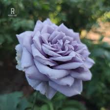 Roses ABC - Rose Turn Blue