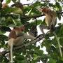 Proboscis Monkeys from www.worldlandtrust.org