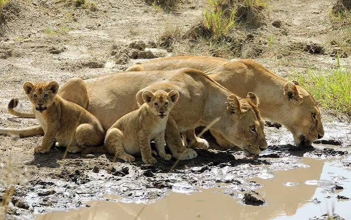 3 Days Maasai Mara Highlights Safari