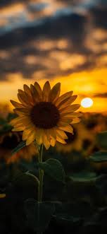 Sunflower Iphone Wallpapers Wallpaper Cave Painting of sunflower bouquet, flowers, vase, leonid afremov. sunflower iphone wallpapers wallpaper