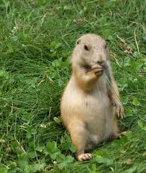 Image result for Cynomys gunnisoni obrázek