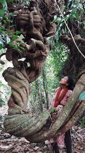 Image result for Mucuna gigantea