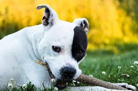 We did not find results for: American Bulldog Staffordshire Terrier Mix Info Pictures Facts