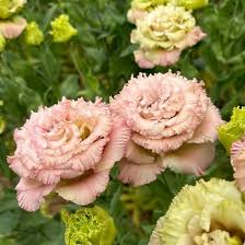Image result for eustoma lisianthus in garden