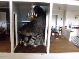 Symptoms of heartworm disease may not be recognized in the early stages, as the number of heartworms in an animal tends to accumulate. Photo Of Cat Destroying Dollhouse Goes Viral On Reddit Imgur Cat Photo Cats Tabby Cat