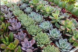 Arizonacactussales.com cactus and desert plants, arizona cactus sales, unique cacti. Learn About Cacti And Succulents This Sunday At Desert Botanical Garden Homes For Sale Real Estate In Scottsdale Az Az Golf Homes
