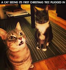Meme generator, instant notifications, image/video download, achievements and many more! 17 Cat Memes Christmas Tree Factory Memes
