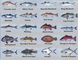Fish Id Chart Picture Of Dream Catcher Explorations