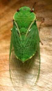 Cicada mania is dedicated to teaching you about cicada insects, their life cycle & life span, how they make their sound, what they eat and what eats them, and when they'll next arrive. Cicada Choirs Cicada Cool Insects Beautiful Bugs
