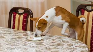 Mon Chien Vole De La Nourriture Que Faire Comportement Du Chien