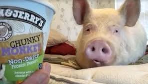Esther The Wonder Pig Gets Her Hooves On Ben Jerry S Vegan Ice Cream And It S Adorably Delicious Video Pig Vegan Ice Cream Animals Beautiful