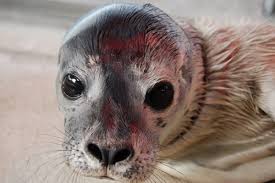 Robbenjungtier (heuler) am strand von nymindegab (nordsee/dänemark) gefunden, gemeldet und neu im röder feuerwerk onlineshop: Erster Heuler Des Jahres 2014 Seehundstation Norddeich