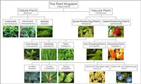 Plant Classification Lessons Tes Teach