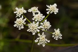 Image result for Oenanthe mildbraedii