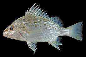 Jody gerut page at the bullpen wiki. Salrini S Sweet Sour And Spicy Notes Resepi 45 Ikan Gerut Masak Pedas Harimau Menangis