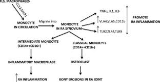 Monocytes In Rheumatoid Arthritis Circulating Precursors Of