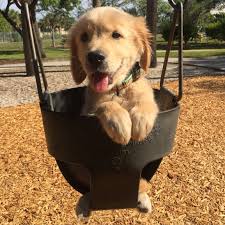 Took My Golden Retriever Puppy To The Park Aww