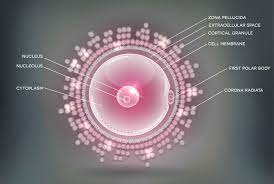 á… Eisprungrechner Eisprung Berechnen