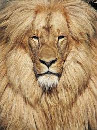 Standing Elements Animals Wild Cats Lions