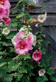 Most hollyhocks will not flower the first year if they are grown from seed. Hollyhock Better Homes Gardens