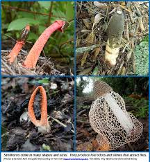 Insufficient air flow and high humidity also aid in the production of mold, which poses a danger to transfer the soil to a different pot or planter. Stinkhorns Wisconsin Horticulture