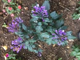 March Newsletter: Perennials & Butterflies - Verdego