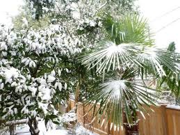 5 Winterharte Palmen Fur Nachhaltiges Gartengrun Fresh Ideen Fur Das Interieur Dekoration Und Landschaft Winterharte Palmen Winterhart Palmen