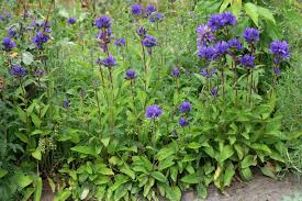 Image result for campanula glomerata