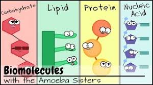 11 dna is the instructions for making what? Biomolecules Updated Youtube