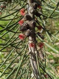 Image result for Casuarina verticillata